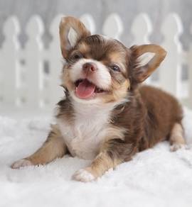 CHIHUAHUA PUPPIES 364 🌷Head Apple Cute Dog