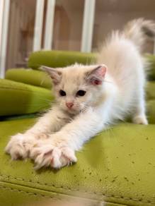 quality Ragdoll perfect mark