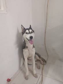 husky Free adoption