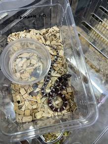 Corn Snake