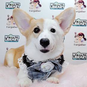Welsh Corgi