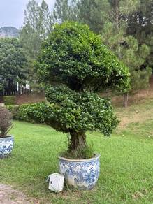 bonsai