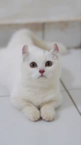 Pure White Munchkin Short Leg Kitten