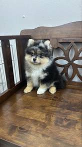 BlueMerle n Tan Rare Color Female Pomeranian Puppy