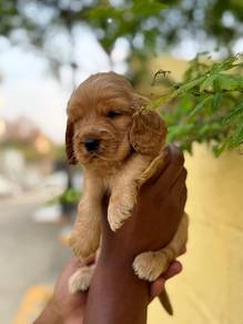 cocker spaniel 14