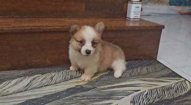 Corgi Puppy (Long Coat) (Imported lineage)