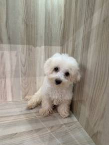 Poodle for sale