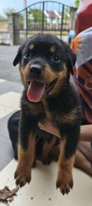 Rottweiler Puppy 