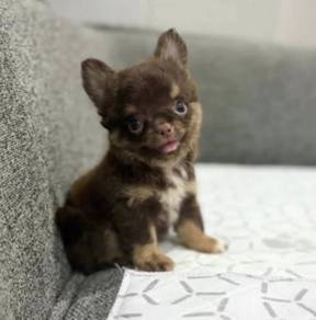 CHIHUAHUA PUPPIES 217 🌷Head Apple Cute Dog