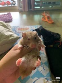 Hamster