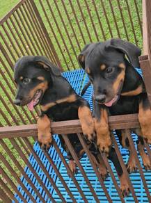 Rottweiler
