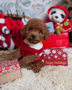 poodle 