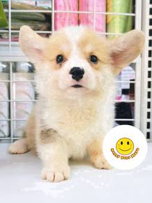 W788 Welsh Corgi brown white haired puppy