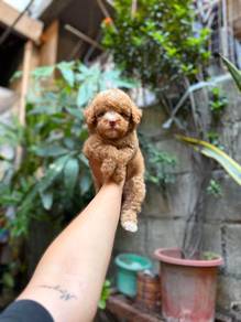 Tiny poodle puppies 
