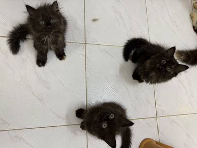 persian kitten