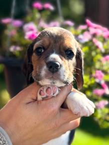 beagle8