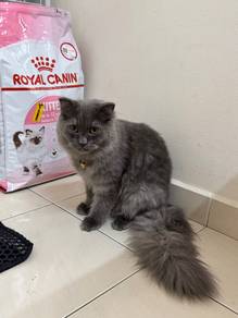 BLH