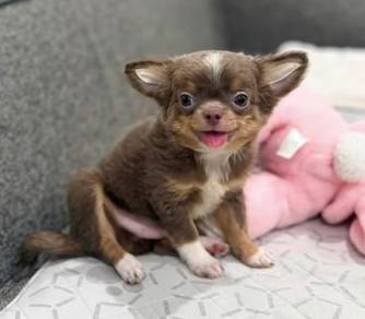 CHIHUAHUA PUPPIES CH230🌷 Head Apple boy~girl