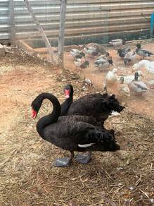 Black Swan