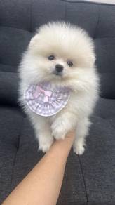 博美男
Pomeranian 
Male
M-293
Dob : 08-04-26