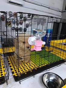 Toy Poodle