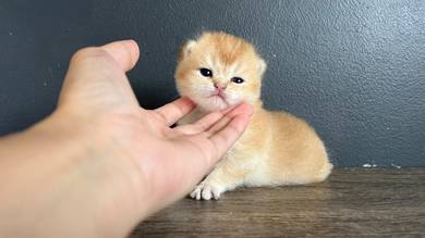 British short hair Kittens 