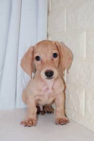 J0192 Dachshund Cute Long-Bodied Puppy