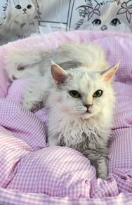 BLH Longhair Selkirk Rex Silver Shaded