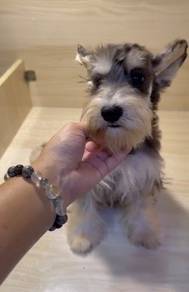 Miniature Schnauzer IMPORTED CHINA
