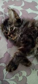 Persian kitten to rehome 
