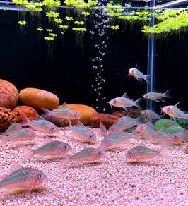 Blue Cory  3.5 - 4.5 cm