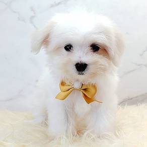 Maltese