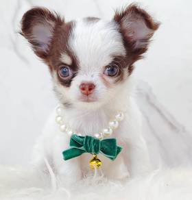 Chihuahua