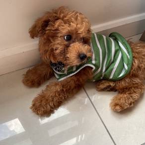 5-Month-Old Male Toy Poodle Looking for a Loving H