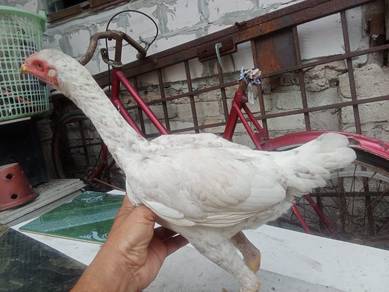 Ayam pakoy