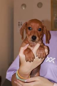 J0890 Dachshund Smart and Active Puppy