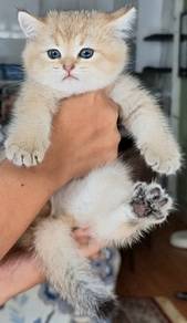 british shorthair golden purebreed kitten