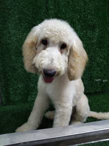 Male Giant Poodle