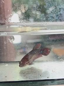 ikan laga betina 