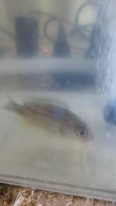 Blue line snapper fish convert