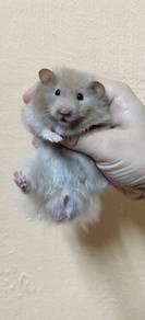 hamster 