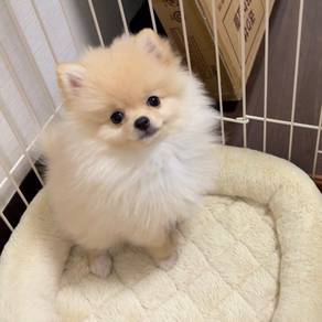 Squeal-worthy Pomeranian small fluffy puppy Dog