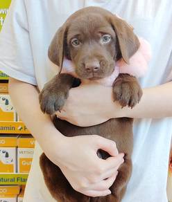 Labrador Retriever