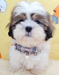 Shih Tzu