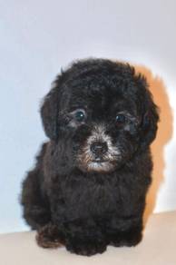 J0096 Poodle Cute Teddy Face Companion Dog
