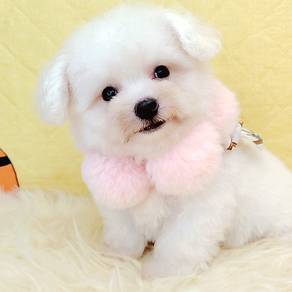 Bichon Frise