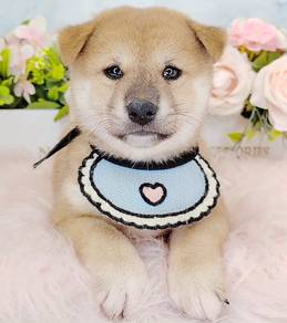 Shiba