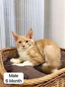 Mainecoon Kitten