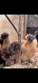 ayam silkie silkie chicken buff grey feather