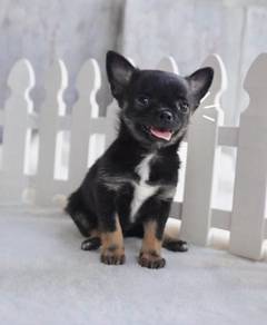 CHIHUAHUA PUPPIES 316 🌷Head Apple Cute Dog